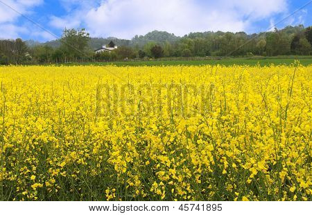 Paisaje de campo de flores amarilla