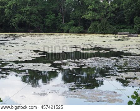 Mucilage And Algae In A Pond Surrounded By Greenery