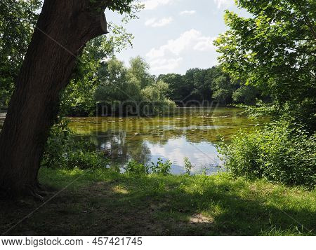Mucilage And Algae In Pond