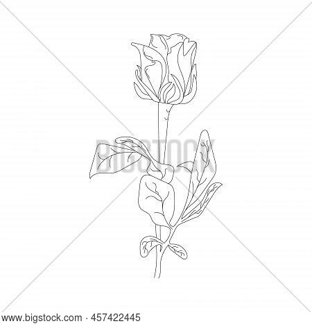 Beautiful Flower On White Background. Black Color Line Art Rose.  Rose Hand Drawn Flower.