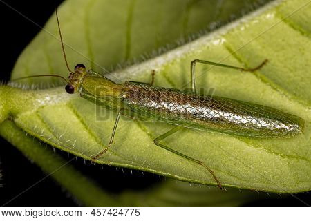 Adult Acontistid Mantis Of The Genus Acontista