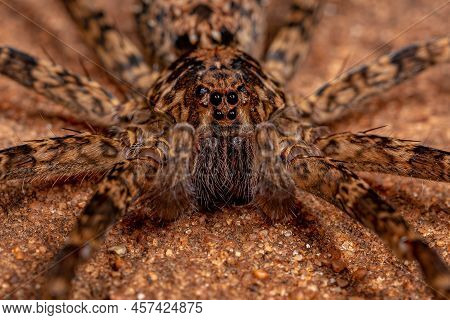Male Adult Wandering Spider Of The Family Ctenidae