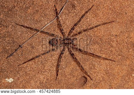 Male Adult Wandering Spider Of The Family Ctenidae