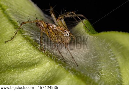 Adult Female Striped Lynx Spider Of The Species Oxyopes Salticus Protecting Eggs