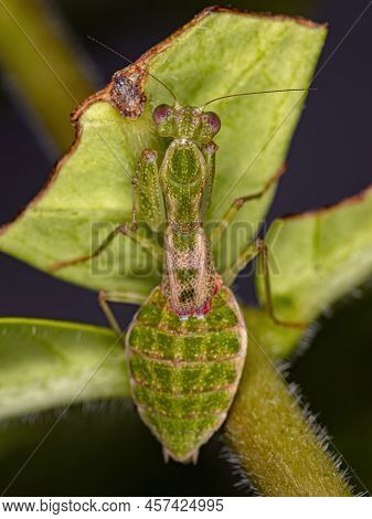Acontistid Mantis Nymph Of The Genus Acontista