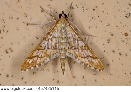 Adult Orange Epipagis Moth Of The Species Epipagis Fenestralis