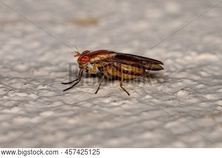 Adult Acalyptrate Fly Of The Zoosubsection Acalyptratae