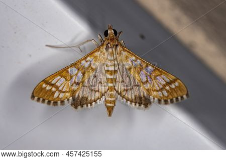Adult Orange Epipagis Moth Of The Species Epipagis Fenestralis