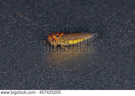 Small Adult Typical Leafhopper Of The Species Napo Brazosellus