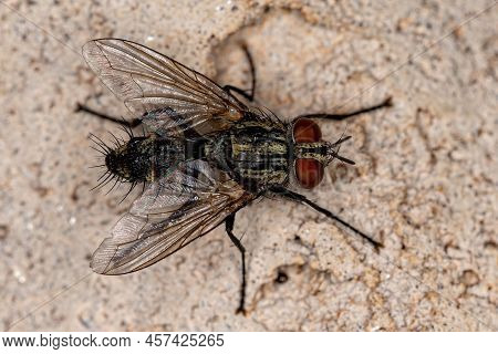 Adult Bristle Fly Of The Family Tachinidae