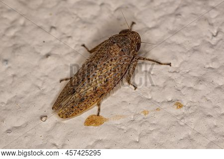 Small Typical Leafhopper Of The Tribe Gyponini