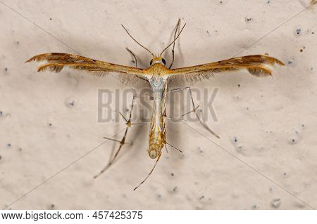 Adult Plume Moth Of The Family Pterophoridae