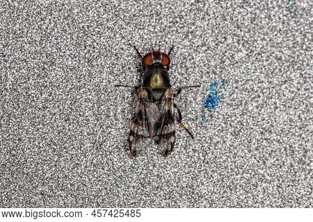 Adult Picture-winged Fly Of The Family Ulidiidae