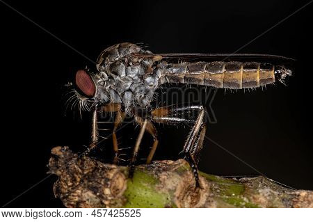 Adult Robber Fly Of The Genus Ommatius