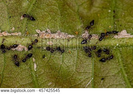 Adult Female Winged Cocktail Ants Of The Genus Crematogaster With Small Mealybugs Insects Of The Fam