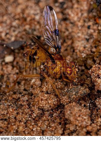 Adult Signal Fly Of The Genus Coilometopia Exploring Feces On The Floor