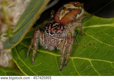Adult Female Jumping Spider Of The Genus Frigga