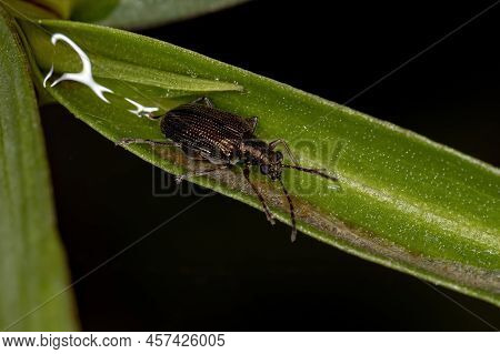 Adult Leaf Beetle Of The Tribe Lemini