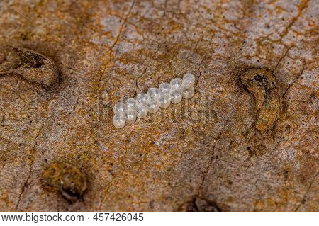 Small Stink Bug Eggs Of The Family Pentatomidae