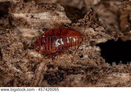 Wood Cockroach Nymph Of The Family Ectobiidae