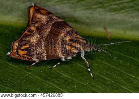 Adult Metalmark Moth Of The Species Tortyra Meratella