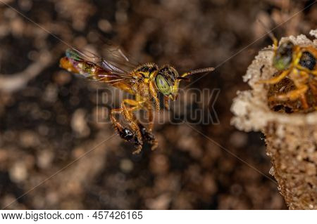 Adult Jatai Bee Of The Species Tetragonisca Angustula With Selective Focus