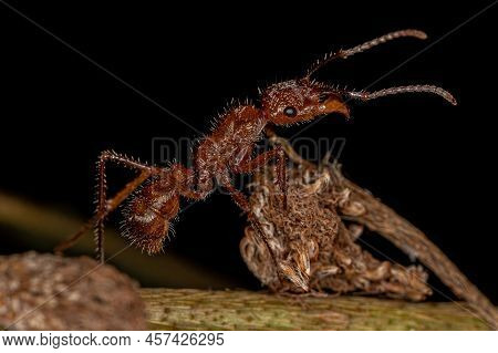 Adult Female Ectatommine Ant Of The Genus Ectatomma