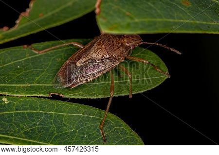 Adult Stink Bug Of The Genus Oebalus