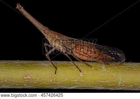 Adult Dictyopharid Planthopper Insect Of The Family Dictyopharidae That Looks Like A Gharial Or Croc