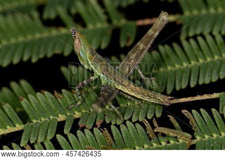 Monkey Grasshopper Nymph Of The Family Eumastacidae