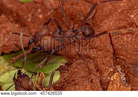 Adult Atta Leaf-cutter Ant Of The Genus Atta