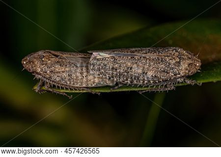 Small Typical Leafhopper Of The Tribe Gyponini