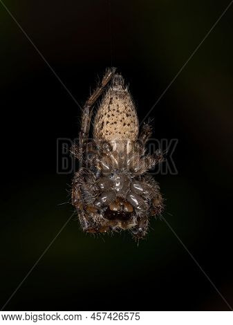 Small Jumping Spider Of The Genus Freya