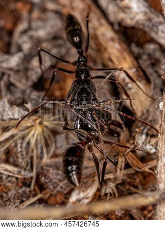 Adult Trap-jaw Ant Of The Genus Odontomachus Carrying A Dead Ant Of The Same Species
