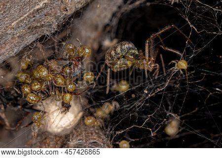 Adult Female Cobweb Spider Of The Family Theridiidae With Babies