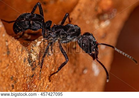 Adult Female Ectatommine Ant Of The Genus Ectatomma
