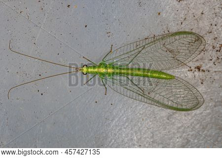 Adult Typical Green Lacewing Of The Genus Ceraeochrysa