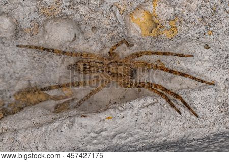 Small Ghost Spider Of The Family Anyphaenidae