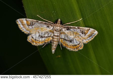 Adult Crambid Moth Of The Family Crambidae