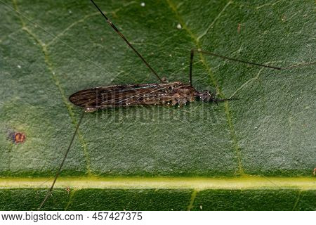 Adult Limoniid Crane Fly Of The Genus Geranomyia