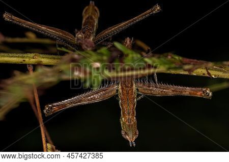Monkey Grasshopper Nymph Of The Family Eumastacidae