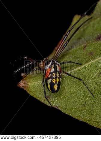 Small Orchard Spider Of The Genus Leucauge