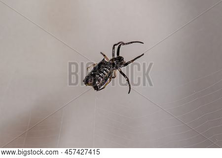Small Female Orbweaver Spider Of The Species Micrathena Marta