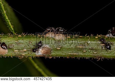 Adult Female Cocktail Ants Of The Genus Crematogaster With Small Mealybugs Insects Of The Family Pse