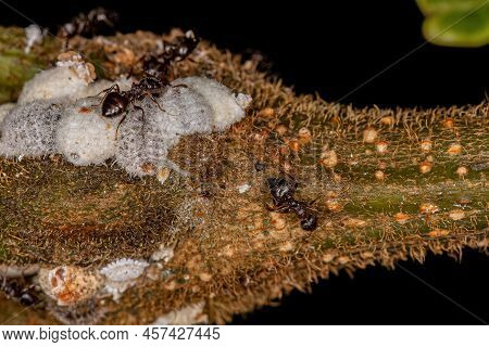 Adult Female Cocktail Ants Of The Genus Crematogaster With Small Mealybugs Insects Of The Family Pse
