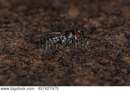 Adult Long-legged Fly Of The Family Dolichopodidae