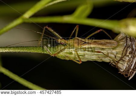 Adult Assassin Bug Of The Genus Atopozelus