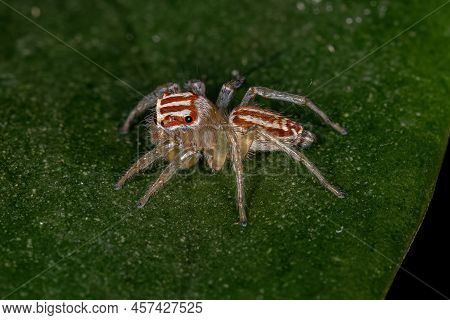 Small Female Jumping Spider Of The Genus Chira
