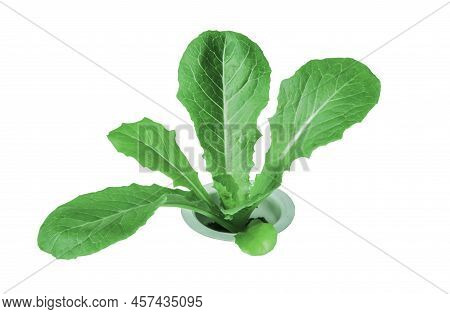 Lettuce Is Organic, Clean, Safe, Free Of Chemicals, And Fresh Green On A White Background.