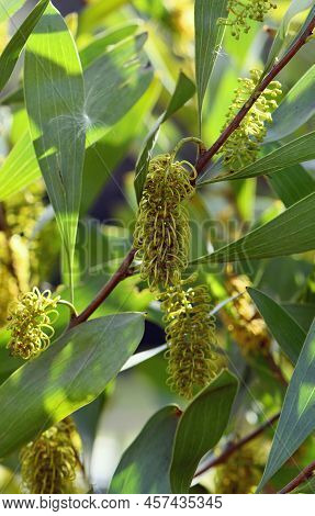 Yellow Green Flowers Of The Australian Native Hakea Trineura, Family Proteaceae. Restricted Distribu